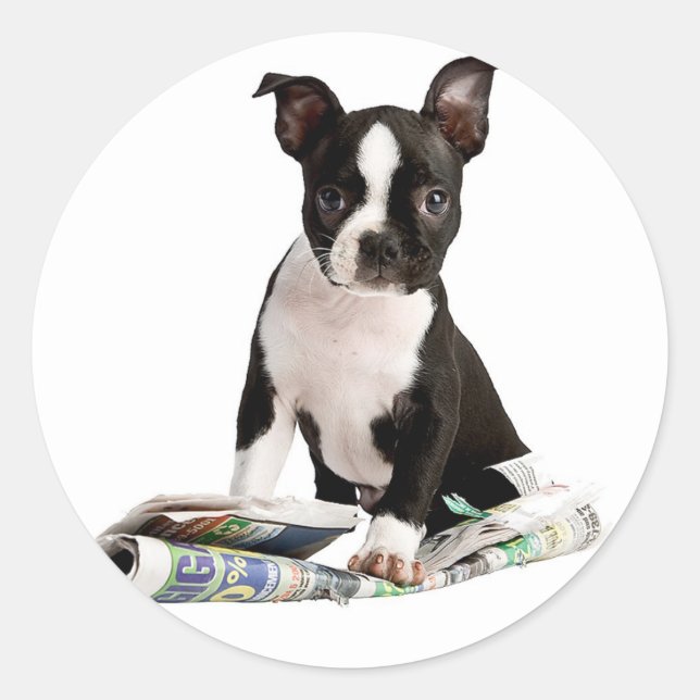 STICKER ROND BOSTON TERRIER (Devant)