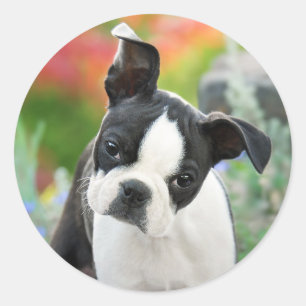 Sticker Rond Boston Terrier Chien Cute Chiot Animal Head Photo 