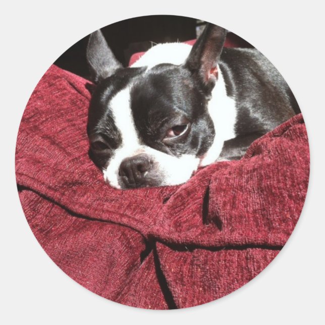 Sticker Rond Boston Terrier Holly (Devant)