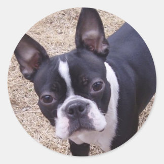 Sticker Rond bostonterrier