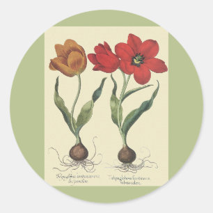 Sticker Rond Botanique Vintage, Fleurs de Tulipes et Bulbes en 