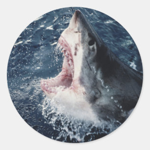 Sticker Rond Bouche de requin élevée ouverte