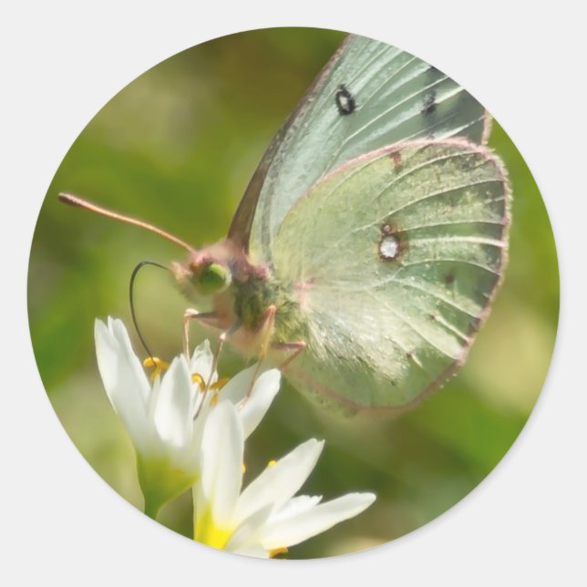 Sticker Rond Bouche verte sur faux vêtements et cadeaux d'ail (Devant)