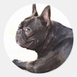 Sticker Rond Bouledogue français