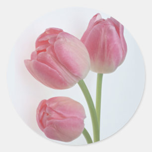 Sticker Rond Bounty du jardin 9