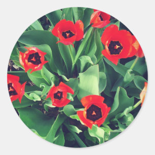 Sticker Rond Bouquet de tulipes dans le jardin