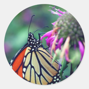 Sticker Rond Bouteille Monarque Spots de papillon Nature