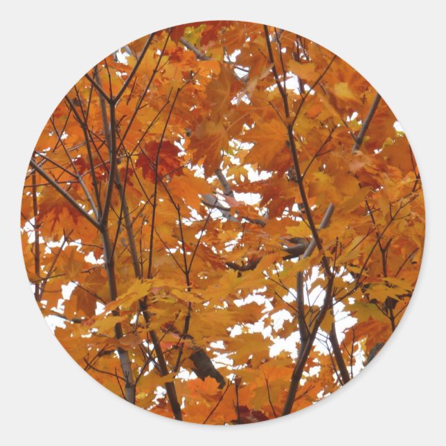 Sticker Rond Branches de Feuilles d'érable I Orange Automne (Devant)