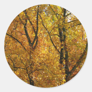 Sticker Rond Branches de Feuilles Jaunes Bright Automne Coloré