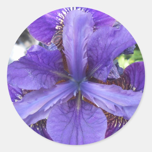 Sticker Rond Brandeis (Devant)