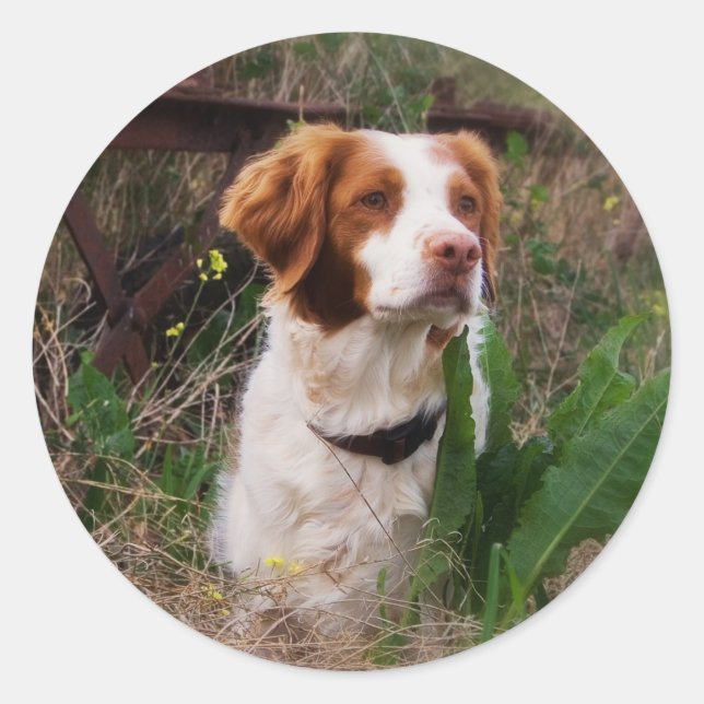 Sticker Rond Bretagne (Devant)