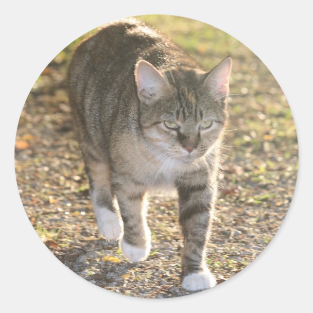 Sticker Rond Brin (Devant)