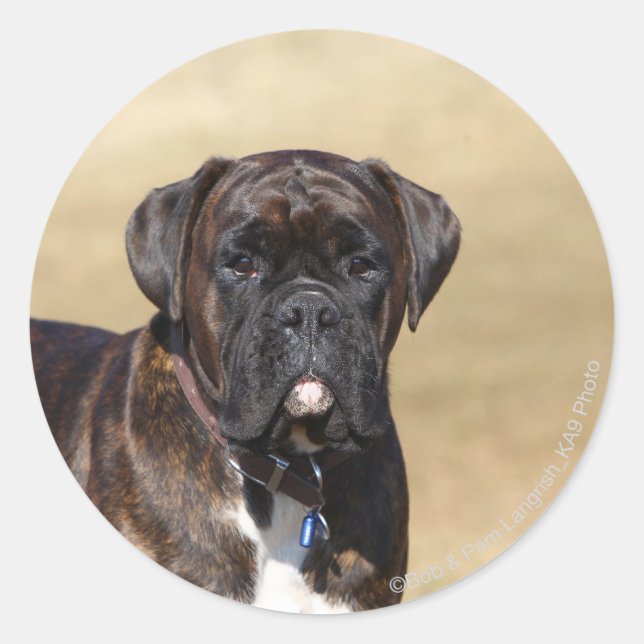 Sticker Rond Brindle Boxer Chien debout (Devant)