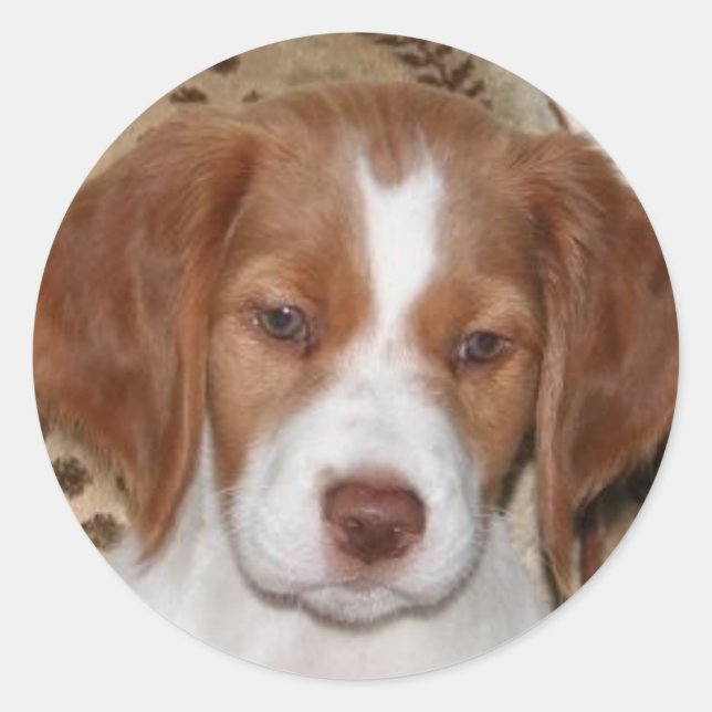 Sticker Rond Brittany Puppy (Devant)