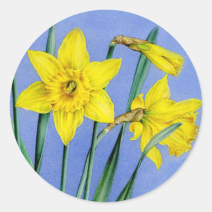 Sticker Rond Brochure de printemps jonquille d'art jaune peint