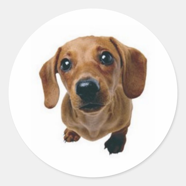 Sticker Rond Brown Dachshund (Devant)