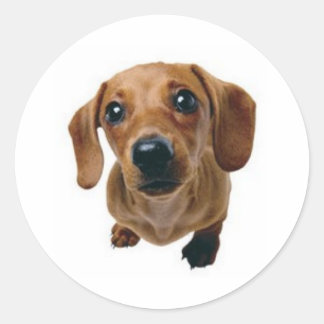 Sticker Rond Brown Dachshund