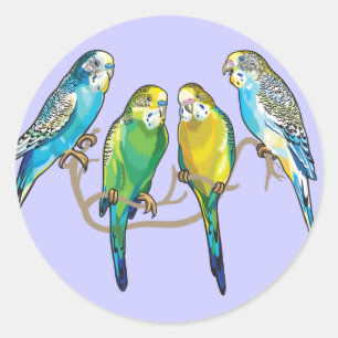Sticker Rond budgeri