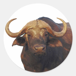 Sticker Rond Buffle d'eau africain