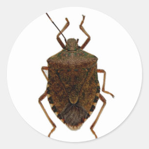 Sticker Rond Bug puant