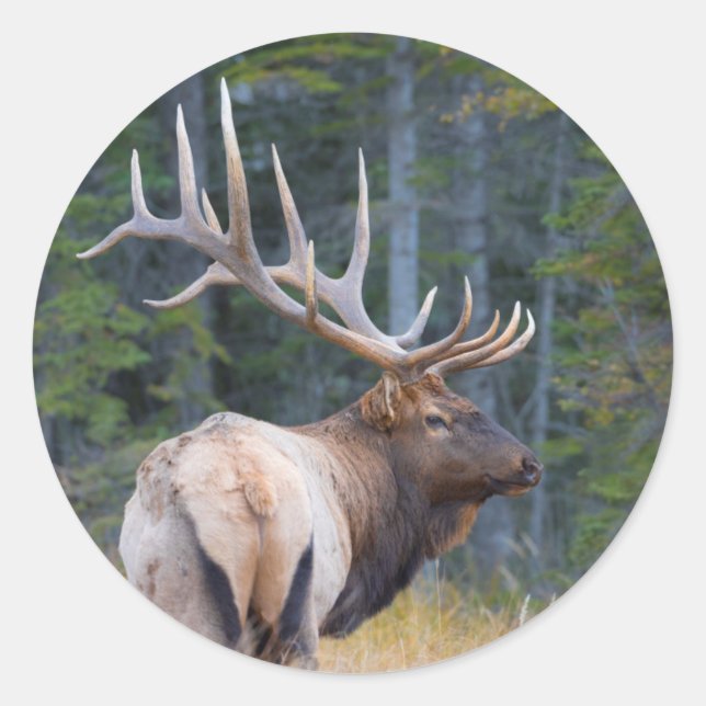 Sticker Rond Bull (Devant)