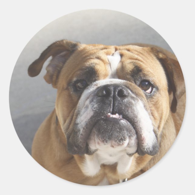 Sticker Rond Bulldog Face - Bulldog anglais, Brown (Devant)