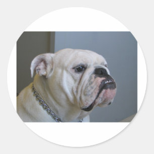 Sticker Rond Bulldog.png blanc
