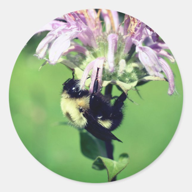 Sticker Rond Bumble Bee On Bee Balm Flower (Devant)
