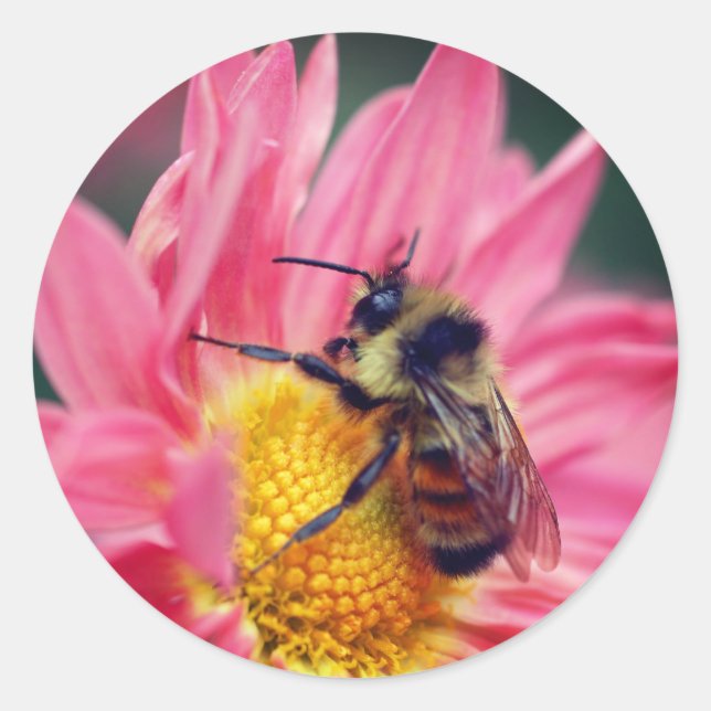 Sticker Rond Bumble Bee On Rose Daisy Flower (Devant)