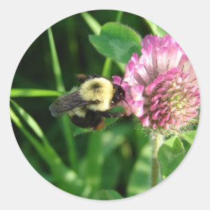 Sticker Rond Bumble Bee sur le trèfle rouge