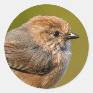 Sticker Rond Bushtit au printemps