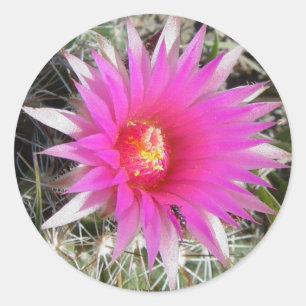 Sticker Rond Cactus-boule F12 "Escobaria vivipara"