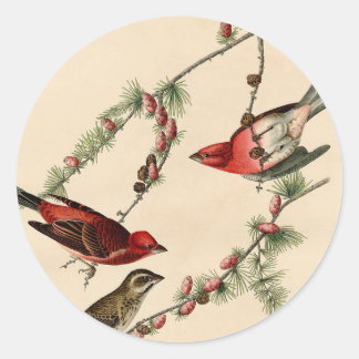 Sticker Rond Cadeau vintage Audubon Purple Finch Peinture d'ois
