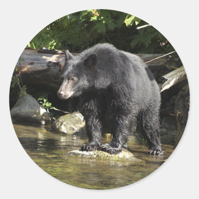 Sticker Rond Cadeaux d'ours Noir "Saumon Spots" (Devant)