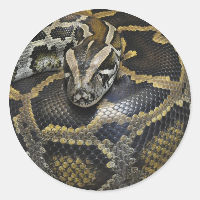 Sticker Rond Cadeaux et produits de conception "Python" (Devant)