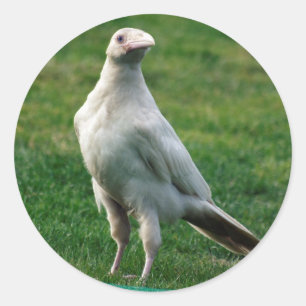 Sticker Rond Cadeaux Rare White Raven