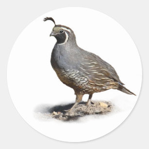 STICKER ROND CAILLES DE CALIFORNIE