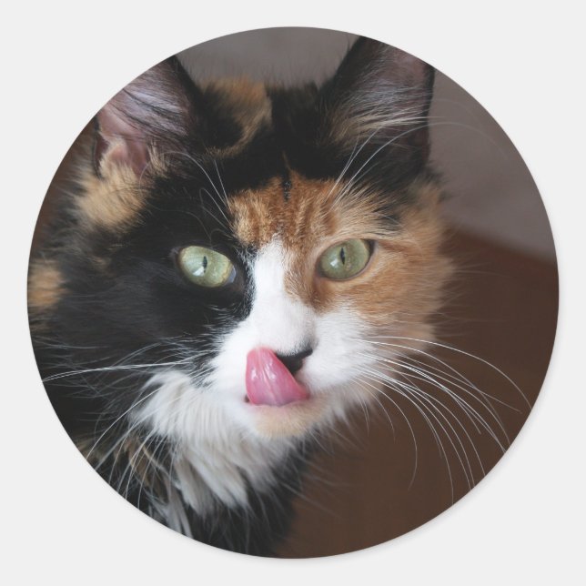 Sticker Rond Calico Cat (Devant)