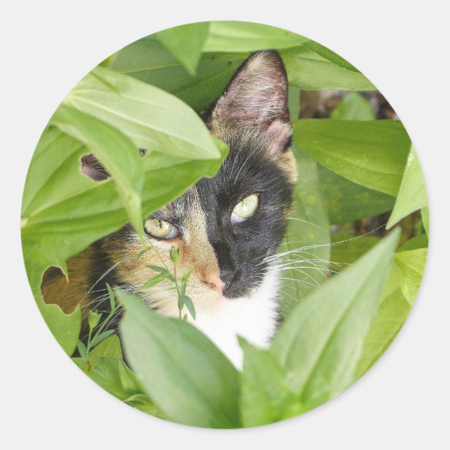 Sticker Rond Calico Cat dans les Zinnias (Devant)