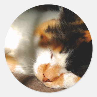 Sticker Rond Calico Cat Sunning