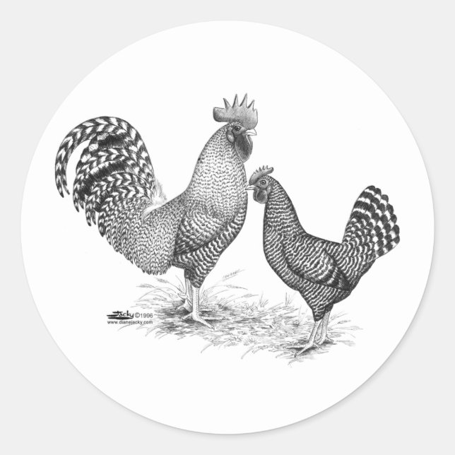 Sticker Rond California Grey Rooster and Hen (Devant)