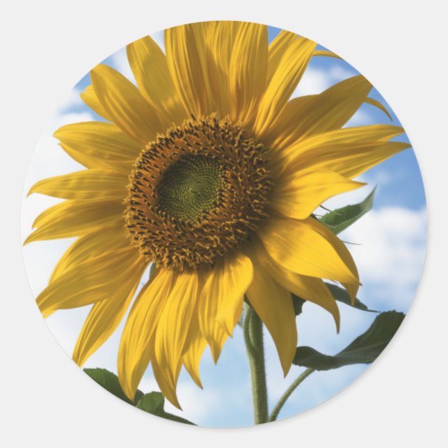 Sticker Rond Californie, A Mammoth Sunflower (Helianthus) 4 (Devant)