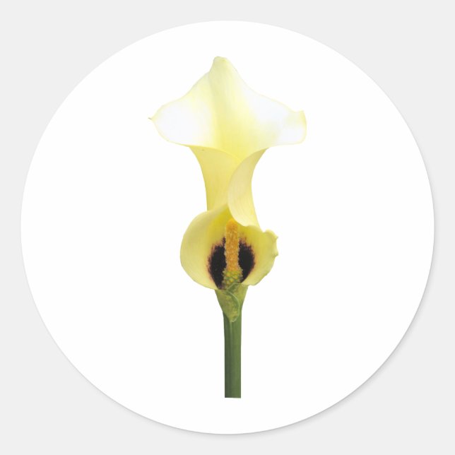 Sticker Rond Calla Lily jaune (Devant)