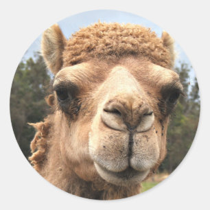 Sticker Rond Camel