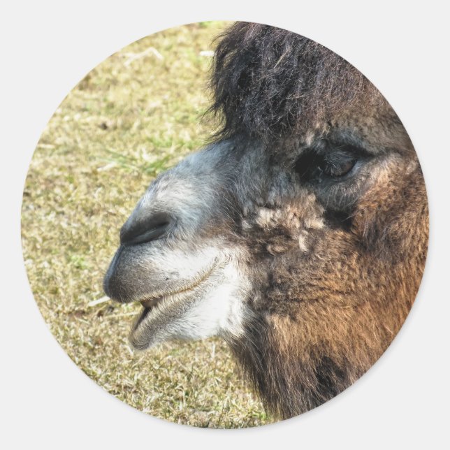 STICKER ROND CAMELS (Devant)