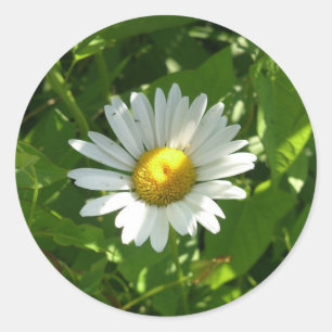 Sticker Rond Camomille
