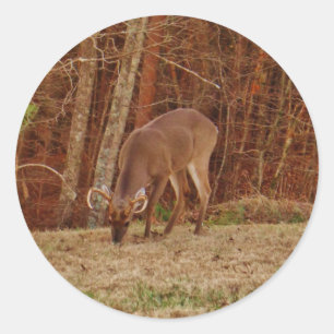 Sticker Rond Camouflage en chêne rouge Stag Buck Deer Nourritur