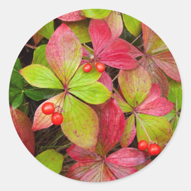 Sticker Rond Canada, Colombie britannique, Mont Robson (Devant)