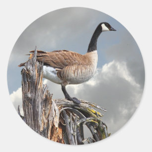 STICKER ROND CANADA GOOSE