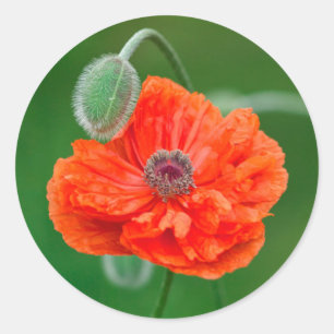 Sticker Rond Canada, Nouveau-Brunswick, ,